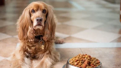 how long can dogs go without food