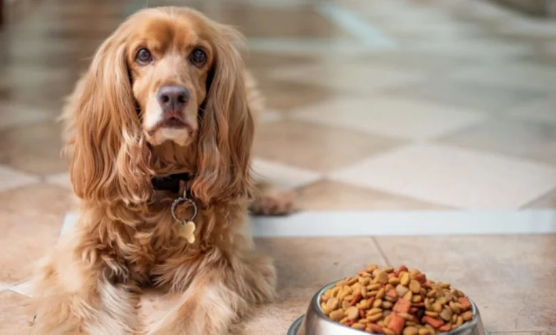 how long can dogs go without food